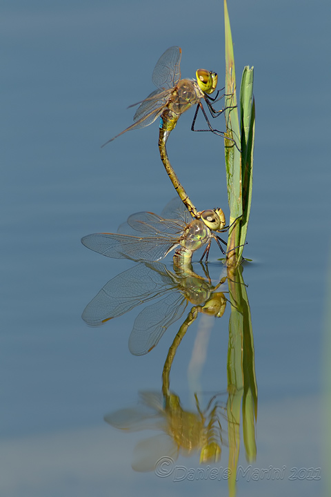 Anax ephippiger